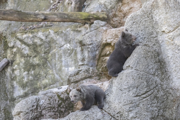 Yüz Günlük Yavru Ayılar Tarsus Doğa Parkı’nın Maskotu Oldular
