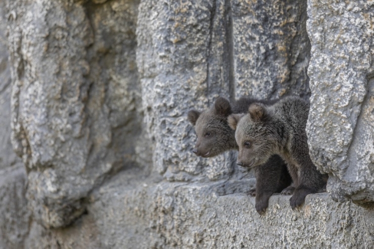 Yüz Günlük Yavru Ayılar Tarsus Doğa Parkı’nın Maskotu Oldular