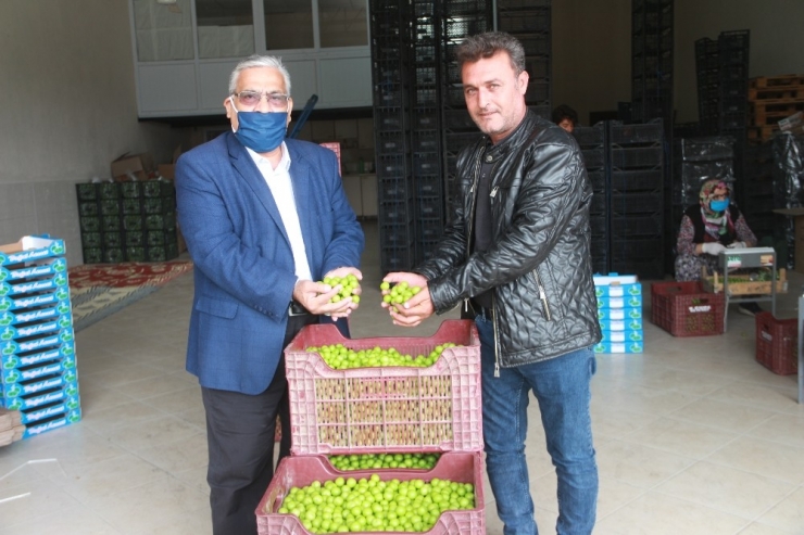 Mut’ta Açık Alanda Erik Hasadı Başladı