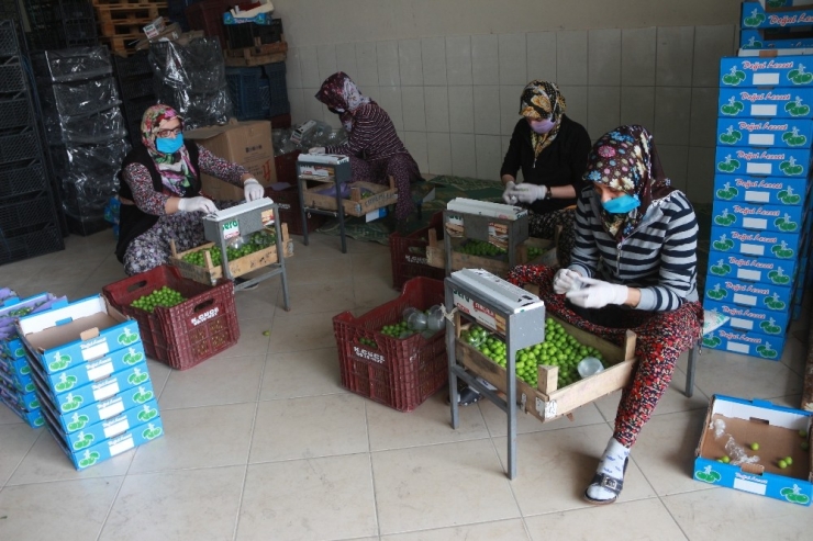 Mut’ta Açık Alanda Erik Hasadı Başladı