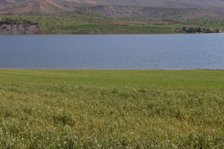 Siirt’te Binlerce Dönüm Ekili Arazi Sular Altında Kaldı