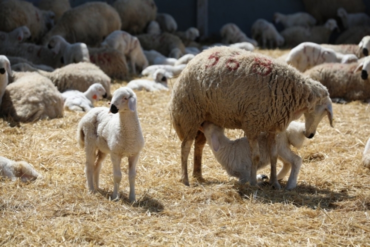 Hedef, Bir Milyon Kangal Akkaraman Koyunu
