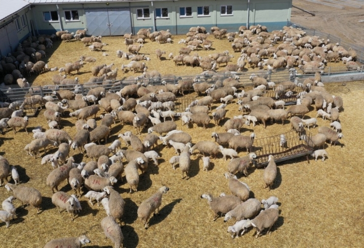 Hedef, Bir Milyon Kangal Akkaraman Koyunu