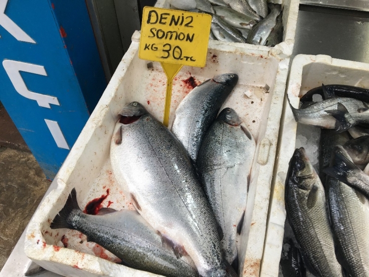 Somon Balığı Yok Satıyor
