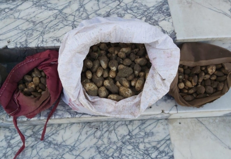 Elazığ’da Salep Soğanı Toplayan 4 Kişiye 307 Bin Tl’lik Rekor Ceza