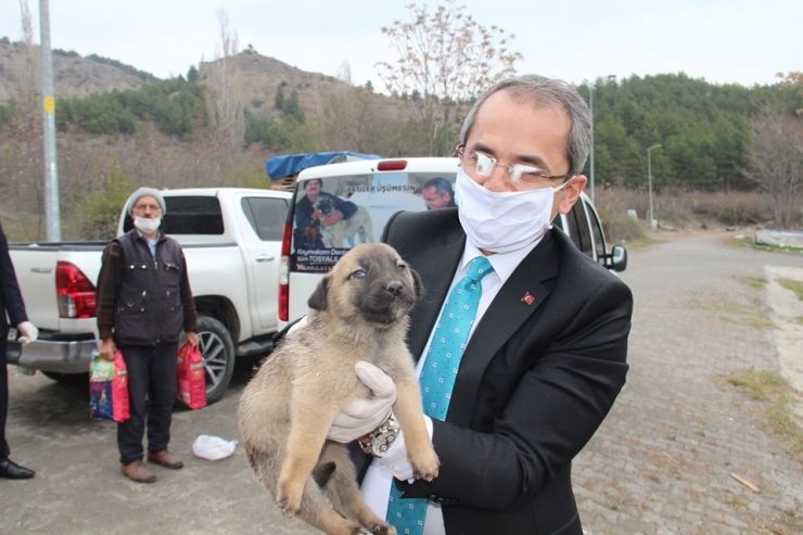 Kaymakam Pişkin Sokak Hayvanlarına Yiyecek Bıraktı