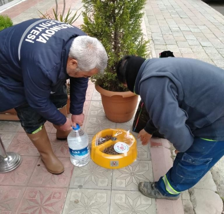 Altınova’da Sokak Hayvanları Unutulmadı