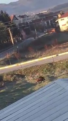 Bolu’da, Yaban Hayvanları Yerleşim Alanlarına İndi