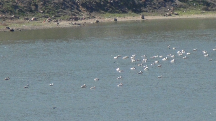 Onlarca Pelikan Barajı Mesken Tuttu