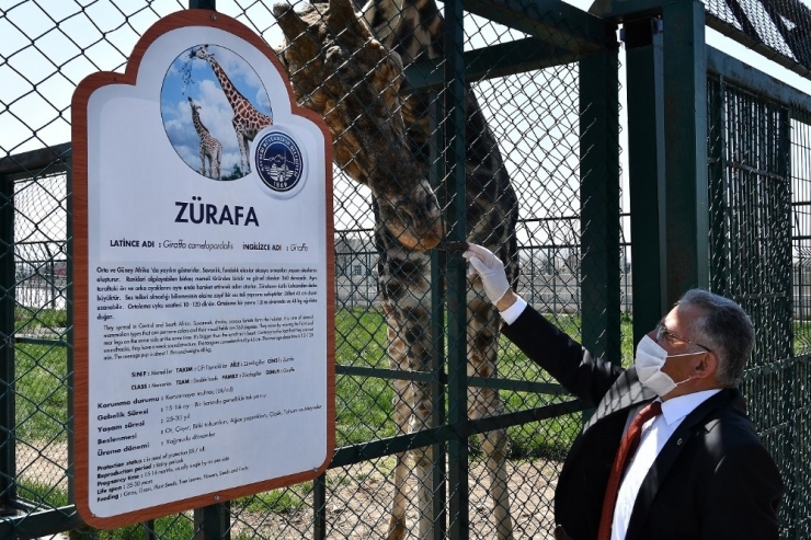 Kayseri Hayvanat Bahçesi’nde Yeni Zebra Dünyaya Geldi