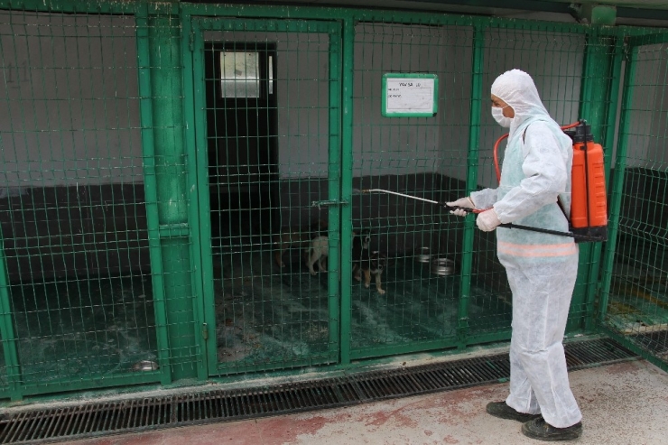 Sokak Hayvanları Korona Virüsle Mücadele Döneminde Unutulmadı