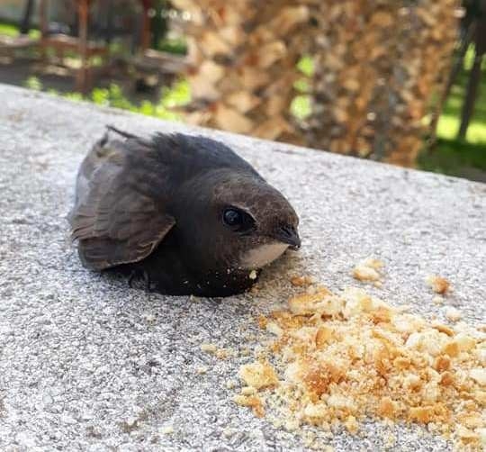 Okulun Sınıfında Ebabil Kuşu Bulundu