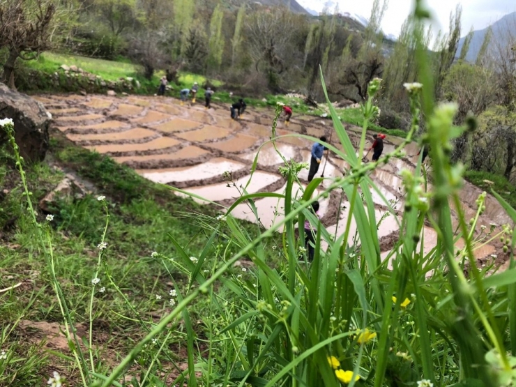 Din Görevlisi Çeltik Tarlasında Çalışarak Vatandaşa Destek Oluyor