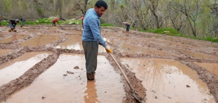 Din Görevlisi Çeltik Tarlasında Çalışarak Vatandaşa Destek Oluyor