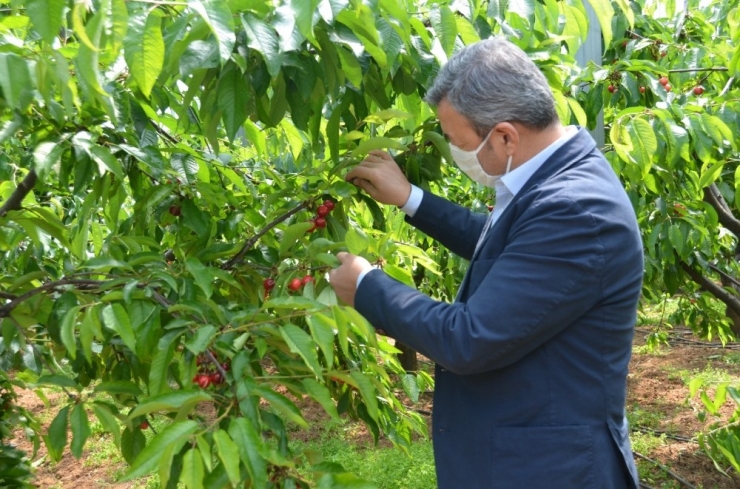 Kemalpaşa’nın Meşhur Kirazına Sayılı Günler Kaldı