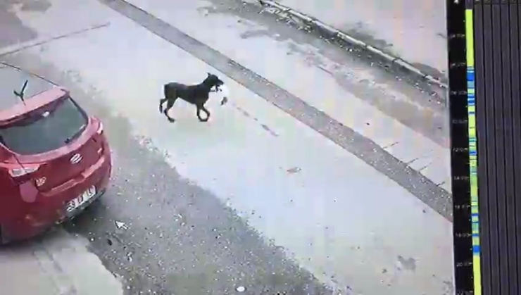 Dükkana Giren Köpek Masadaki Poşette Bulunan Poğaçaları Böyle Çaldı