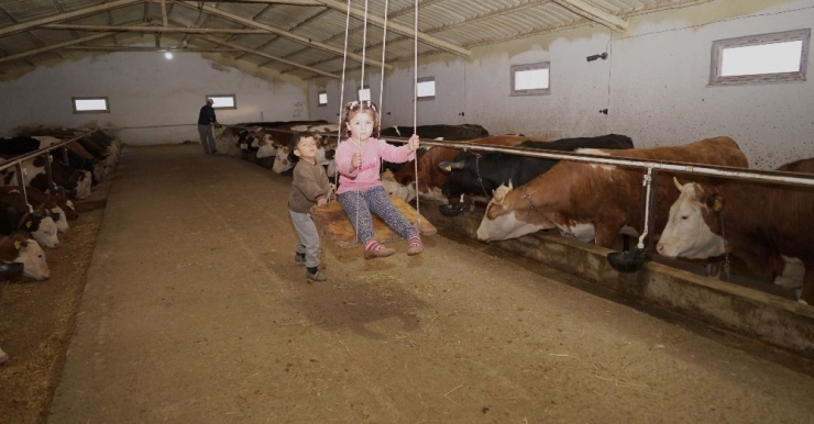 Sokağa Çıkamayan Dede Ve Torunları, Ahırda Salıncak Binerek Vakit Geçiriyor