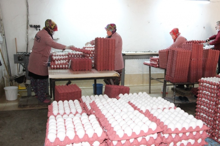 Günde 7 Bin Koli Yumurta Üretiliyor