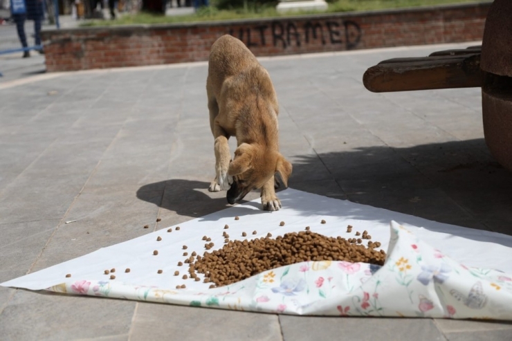 Kızıltepe Belediyesi Sokak Hayvanlarını Unutmuyor