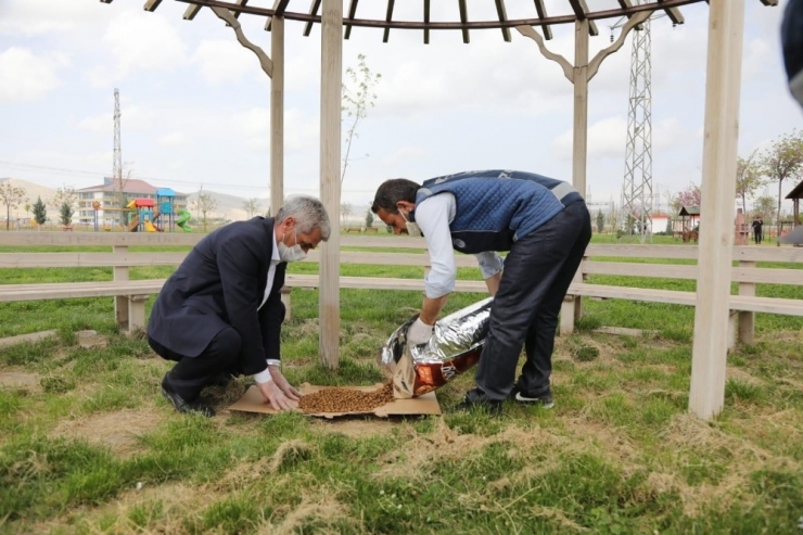 Kızıltepe Belediyesi Sokak Hayvanlarını Unutmuyor