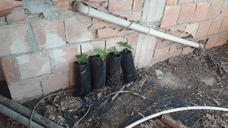 Tarsus’ta 51 Kök Hint Keneviri Ele Geçirildi