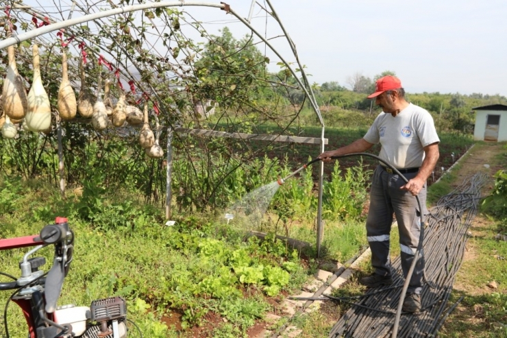 Gönüllüler, Mezitli Belediyesi Aşevi İçin Sebze Üretimine Devam Ediyor