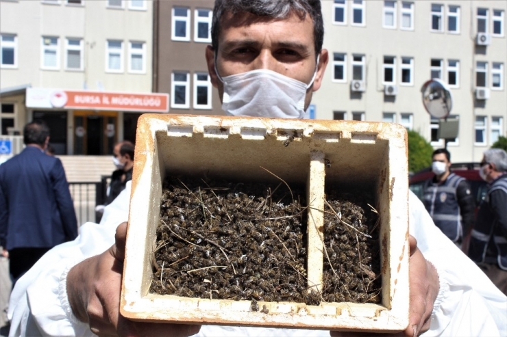 Bursa’da Binlerce Arının Şok Eden Ölümü...ölen Arılarıyla Müdürlüğe Geldiler