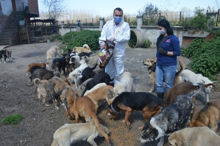 Emniyet Müdürü Fatih Kaya Sokak Hayvanlarına Mama Gönderdi