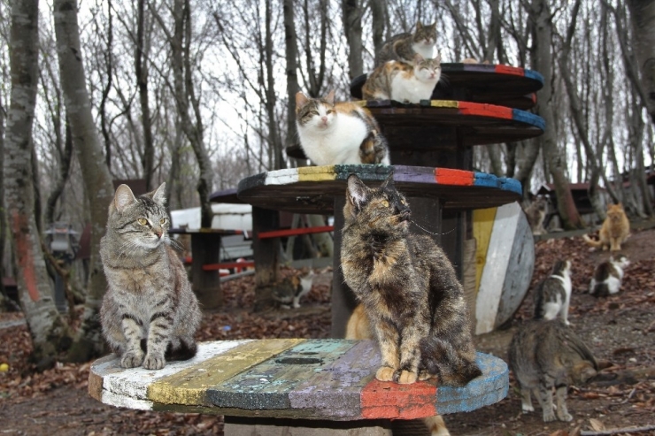 Korona Günlerinde Can Dostların Keyfi Yerinde