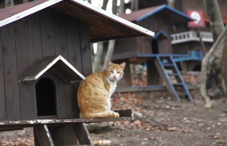 Korona Günlerinde Can Dostların Keyfi Yerinde