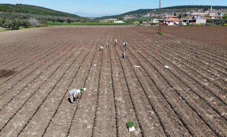 Domates Fideleri Toprakla Buluştu, Üreticiler Sezondan Umutlu