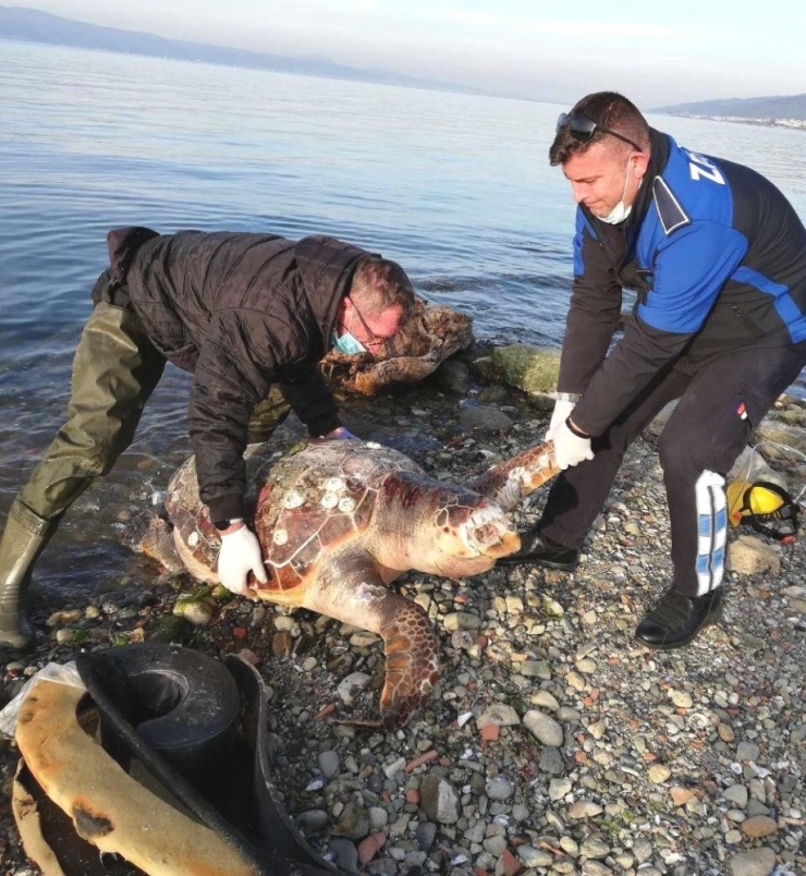 Sahile Vuran Caretta Caretta Kurtarılamadı