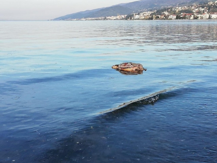 Sahile Vuran Caretta Caretta Kurtarılamadı