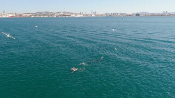 İstanbul Boğazı Yunuslara Kaldı