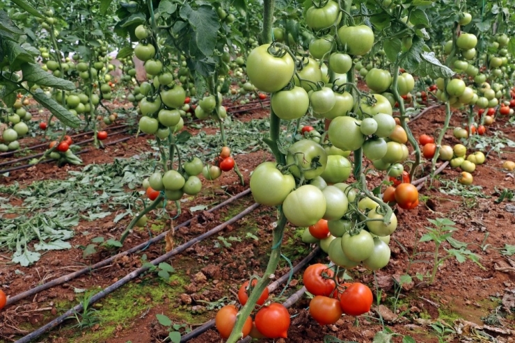 Antalya’da Üretim Son Gaz Devam Ediyor