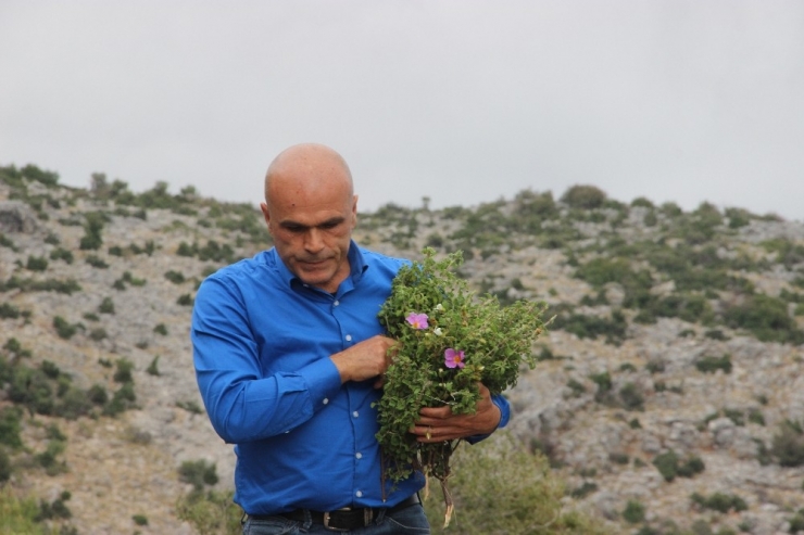 Yüksek Antioksidan Özelliği İle Bağışıklık Sistemini Güçlendiren Cistus Bitkisi İçin Dağ Taş Dolaşıyor