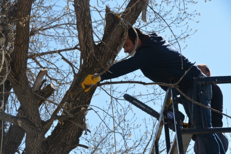 Milli Egemenlik Parkı’ndaki Ağaçlar Budanıyor