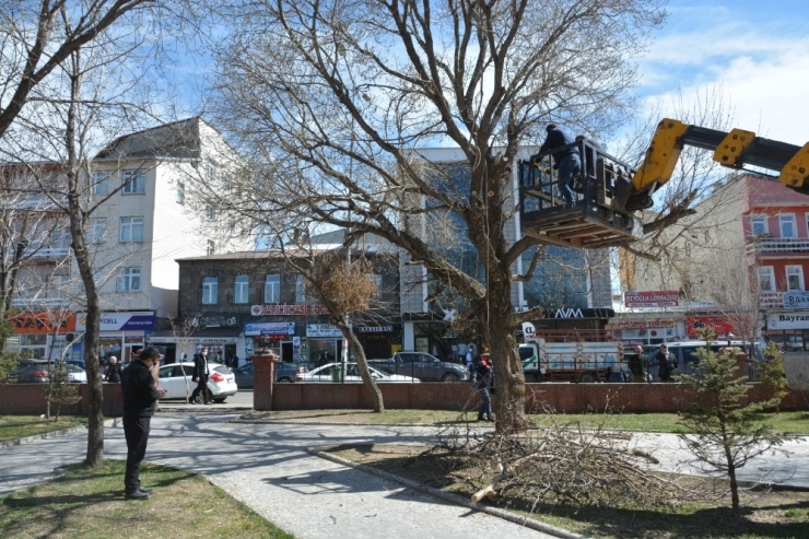 Milli Egemenlik Parkı’ndaki Ağaçlar Budanıyor