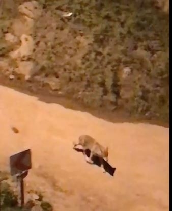 Artvin’de Ayılardan Sonra Bu Kez Aç Kalan Kurtlar Şehre İndi