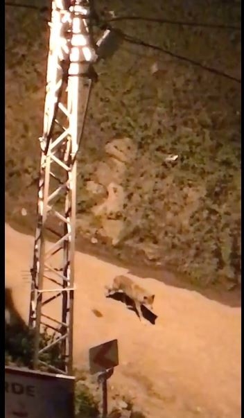 Artvin’de Ayılardan Sonra Bu Kez Aç Kalan Kurtlar Şehre İndi