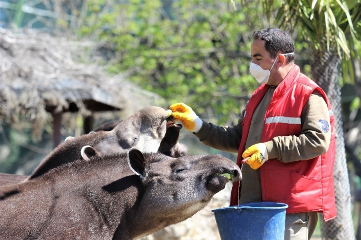 Avrupa’da Hayvanlara Kıyım, Bursa’da Ziyafet Var