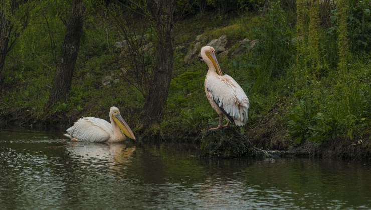 Haydut’a Binlerce Kilometre Uzaktan Yeni Arkadaş
