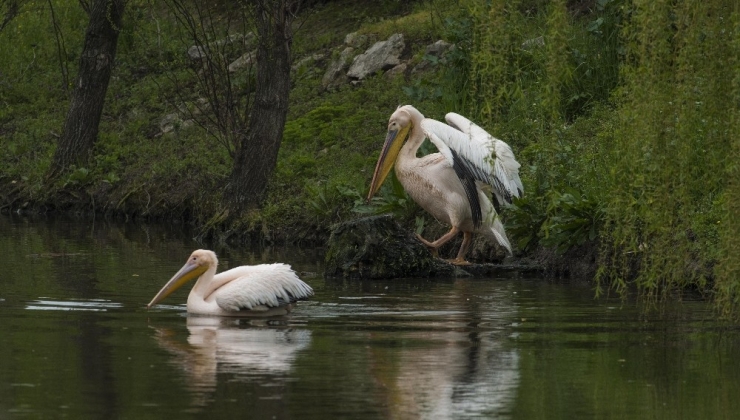 Haydut’a Binlerce Kilometre Uzaktan Yeni Arkadaş