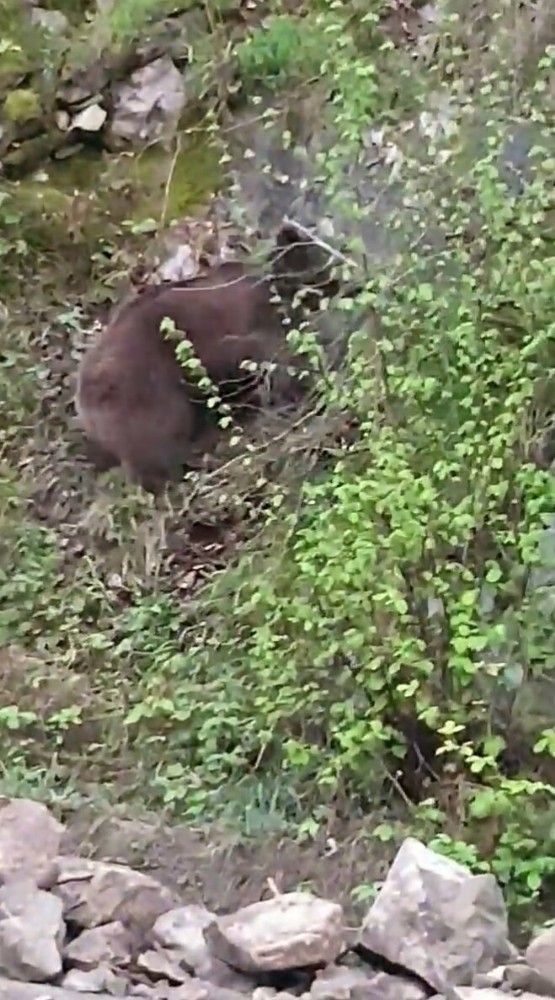Anne Ayının Yavrularını Kurtarma Mücadelesi