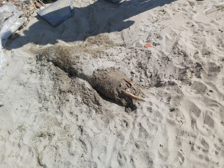 Ölü Yunus Balığı Sahile Vurdu