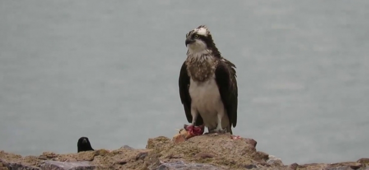 Suya Dalabilen Tek Yırtıcı Balık Kartalı Görüntülendi