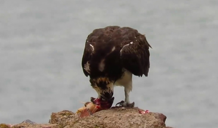 Suya Dalabilen Tek Yırtıcı Balık Kartalı Görüntülendi