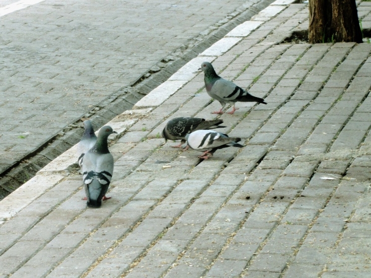 Boşalan Caddeler Kumrulara Kaldı