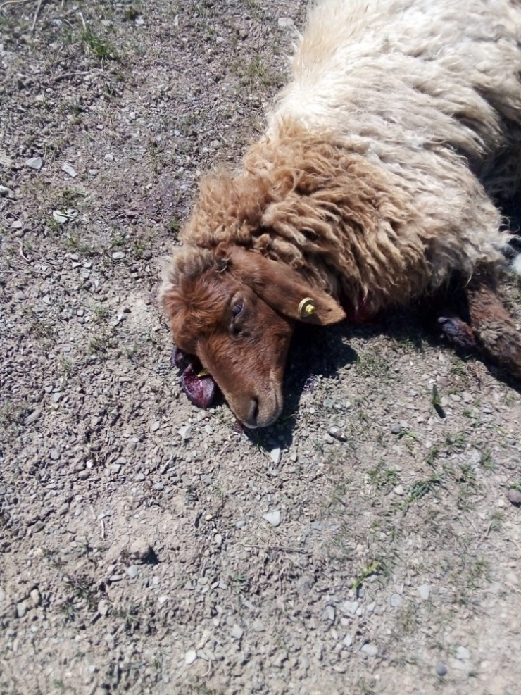 Aç Kurtlar 15 Küçükbaş Hayvanı Parçaladı