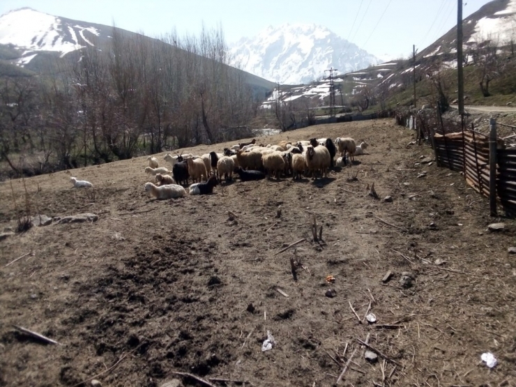 Aç Kurtlar 15 Küçükbaş Hayvanı Parçaladı